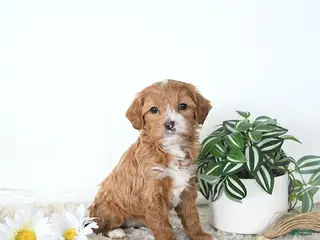 Mini Goldendoodle dogs Iris - Ad 1