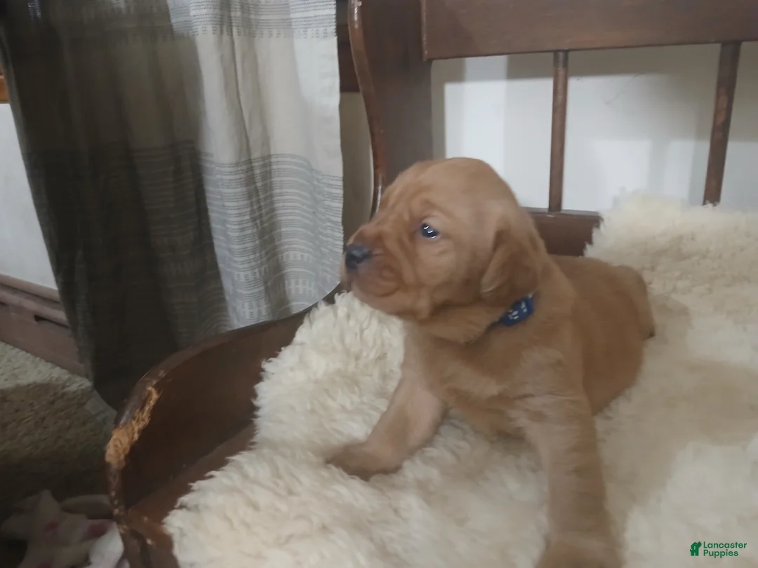 Labrador Retriever dogs for sale: Archer - Ad 2