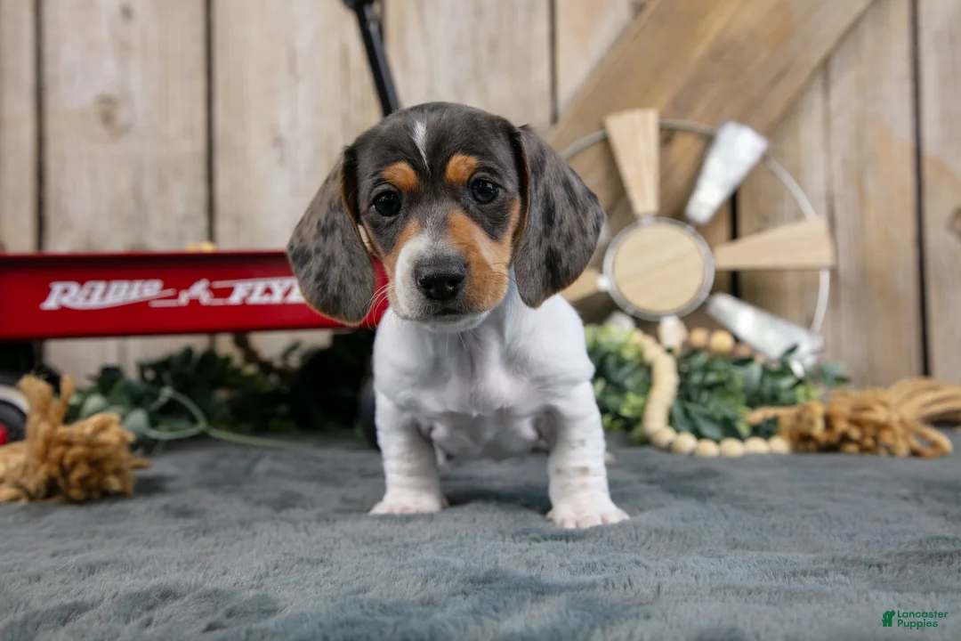 Miniature Dachshund dogs for sale: Gordy - Ad 2