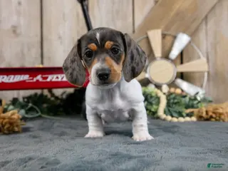 Miniature Dachshund dogs Gordy - Ad 2