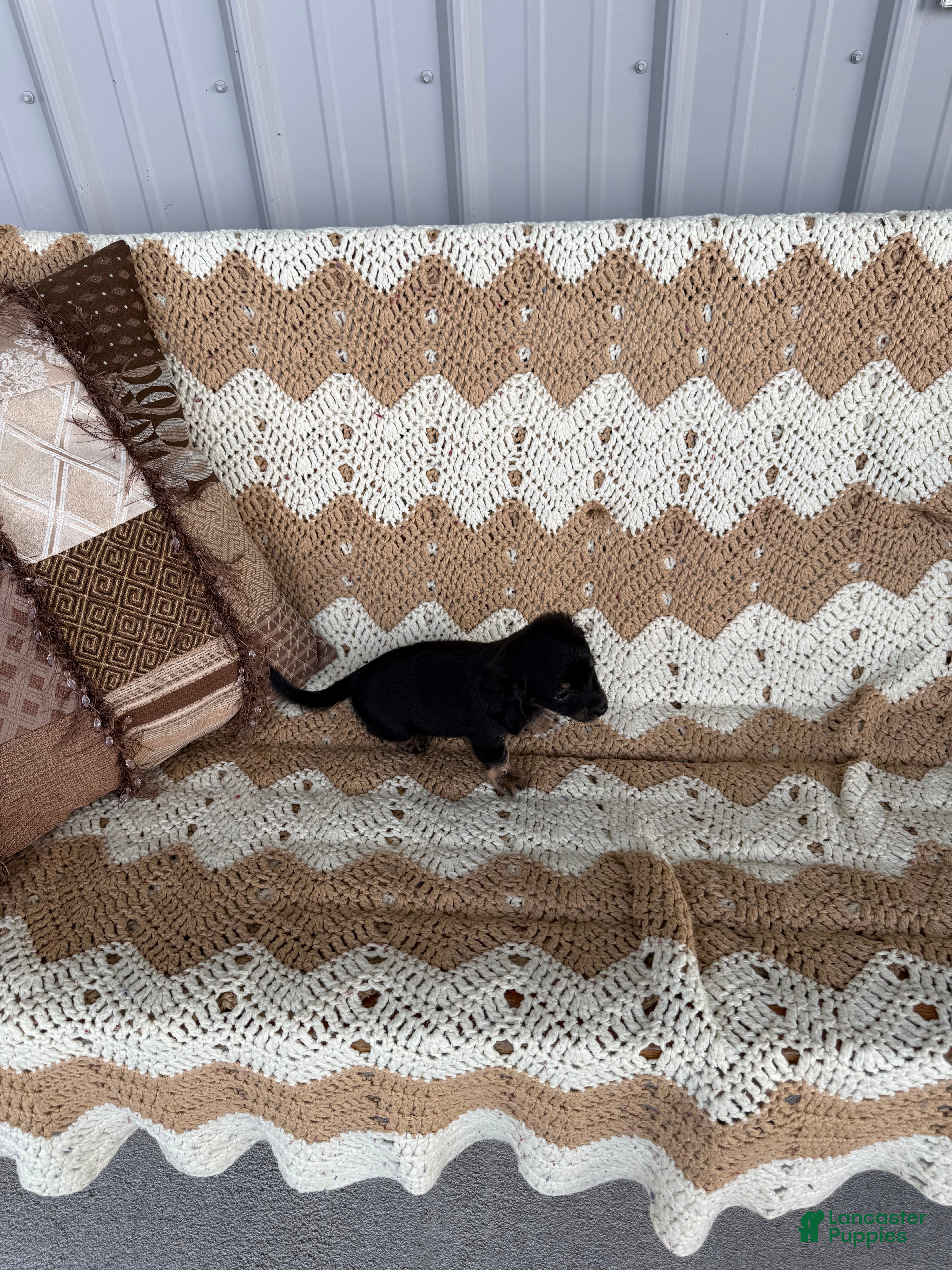Miniature Dachshund dogs  Sophia - Ad 2