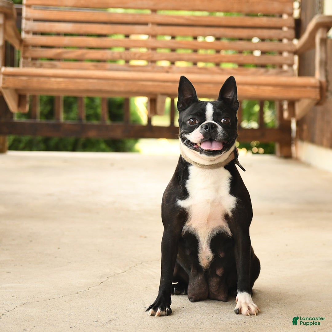 Frenchton dogs for sale: Bingo - Ad 6