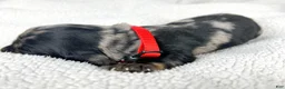 Miniature Dachshund dogs for sale: Strawberry - Ad 6