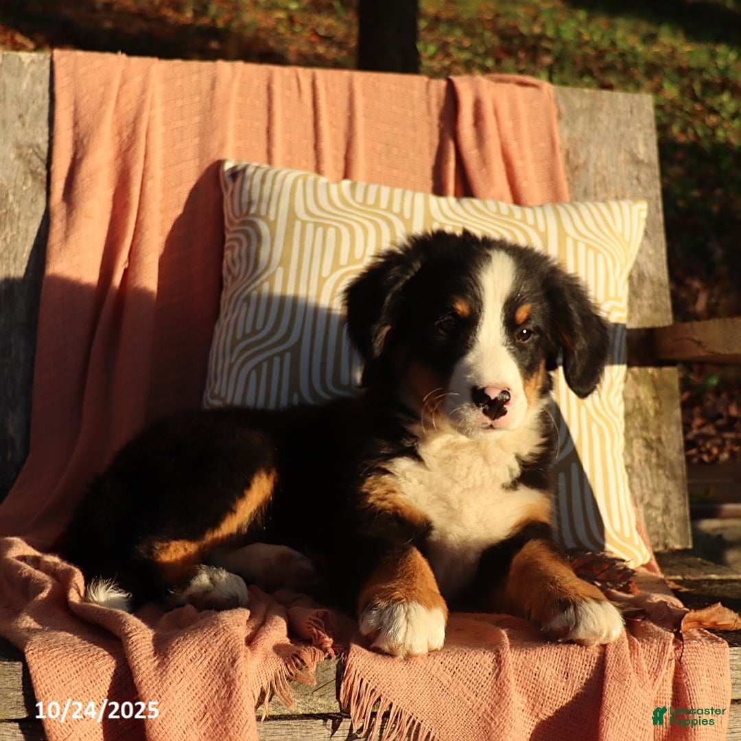 Bernese Mountain Dog dogs for sale: Jenny - Ad 3