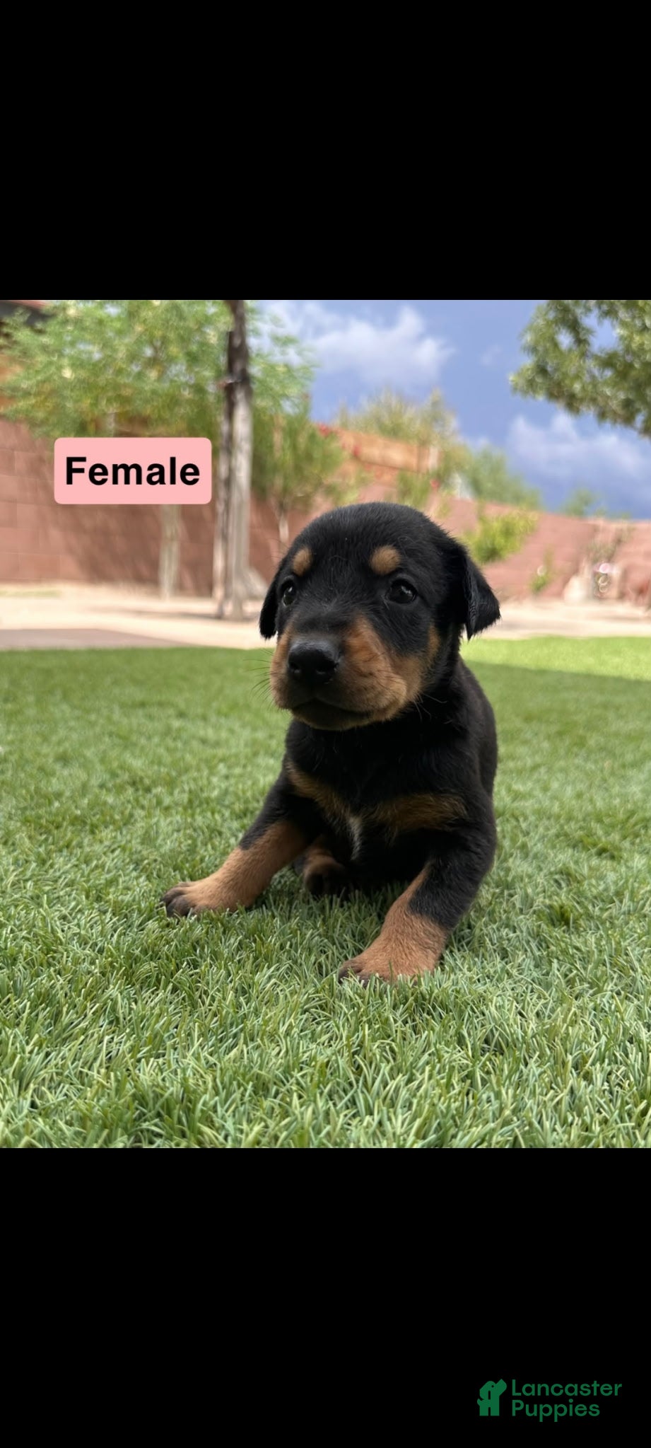 Doberman Pinscher dogs Jessica F3 - Ad 12