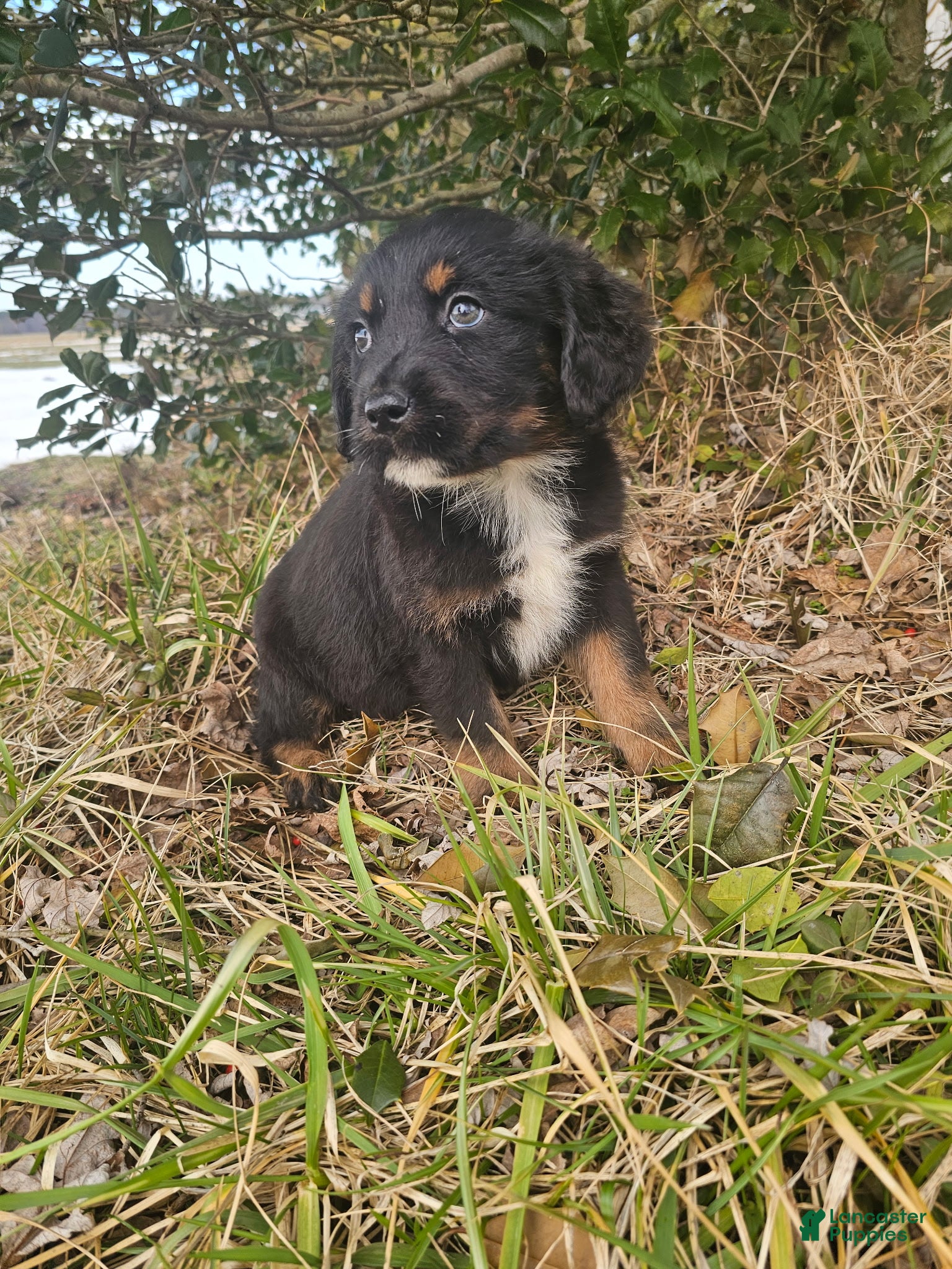 Mixed Breed dogs Poppy  - Ad 1