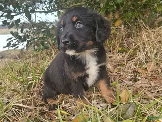 Mixed Breed dogs for sale: Poppy - Ad 1
