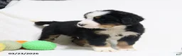 Bernese Mountain Dog dogs for sale: Maverick - Ad 7