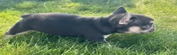 French Bulldog dogs for sale: Archie - Ad 5