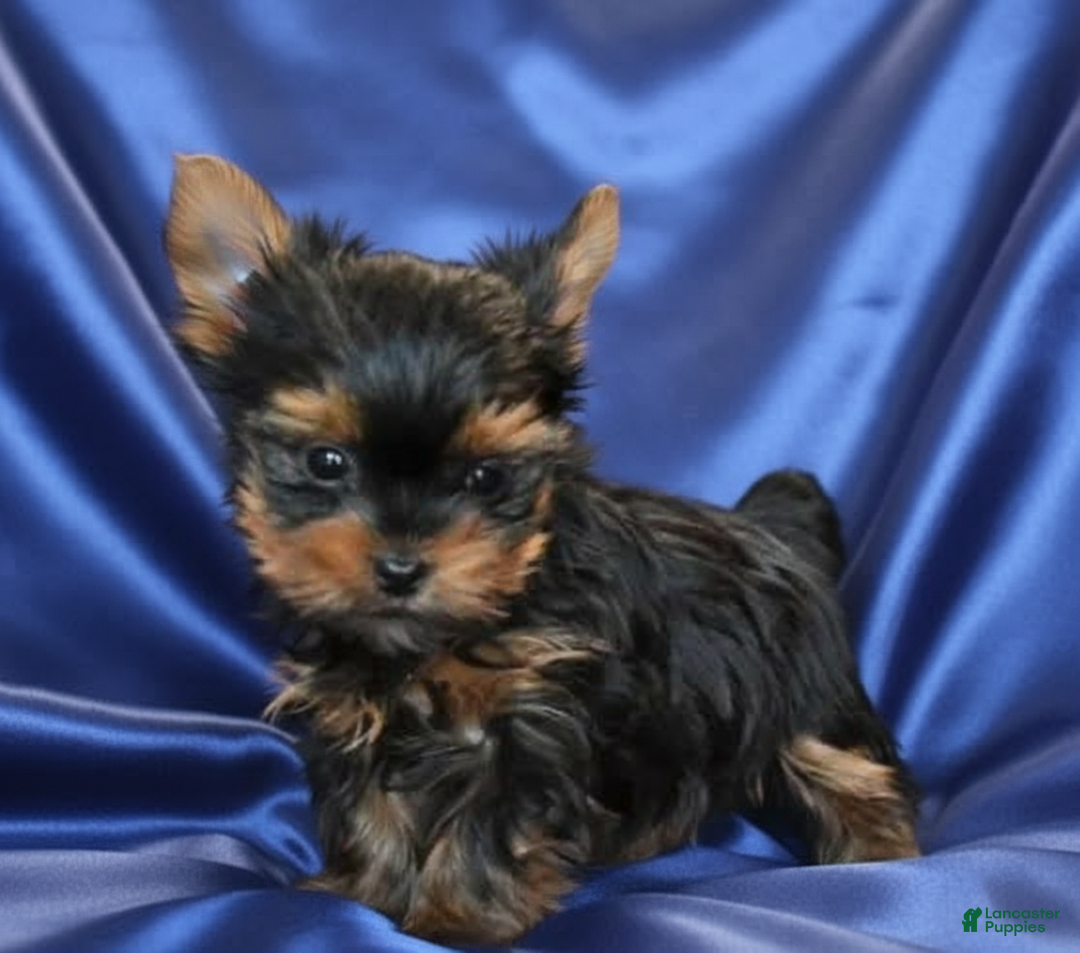 Yorkshire Terrier dogs for sale: Jakey- POtty and Crate Trained  - Ad 2