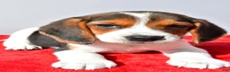 Beagle dogs for sale: Duke - Ad 3