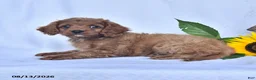 Cavapoo dogs for sale: Ava  - Ad 3