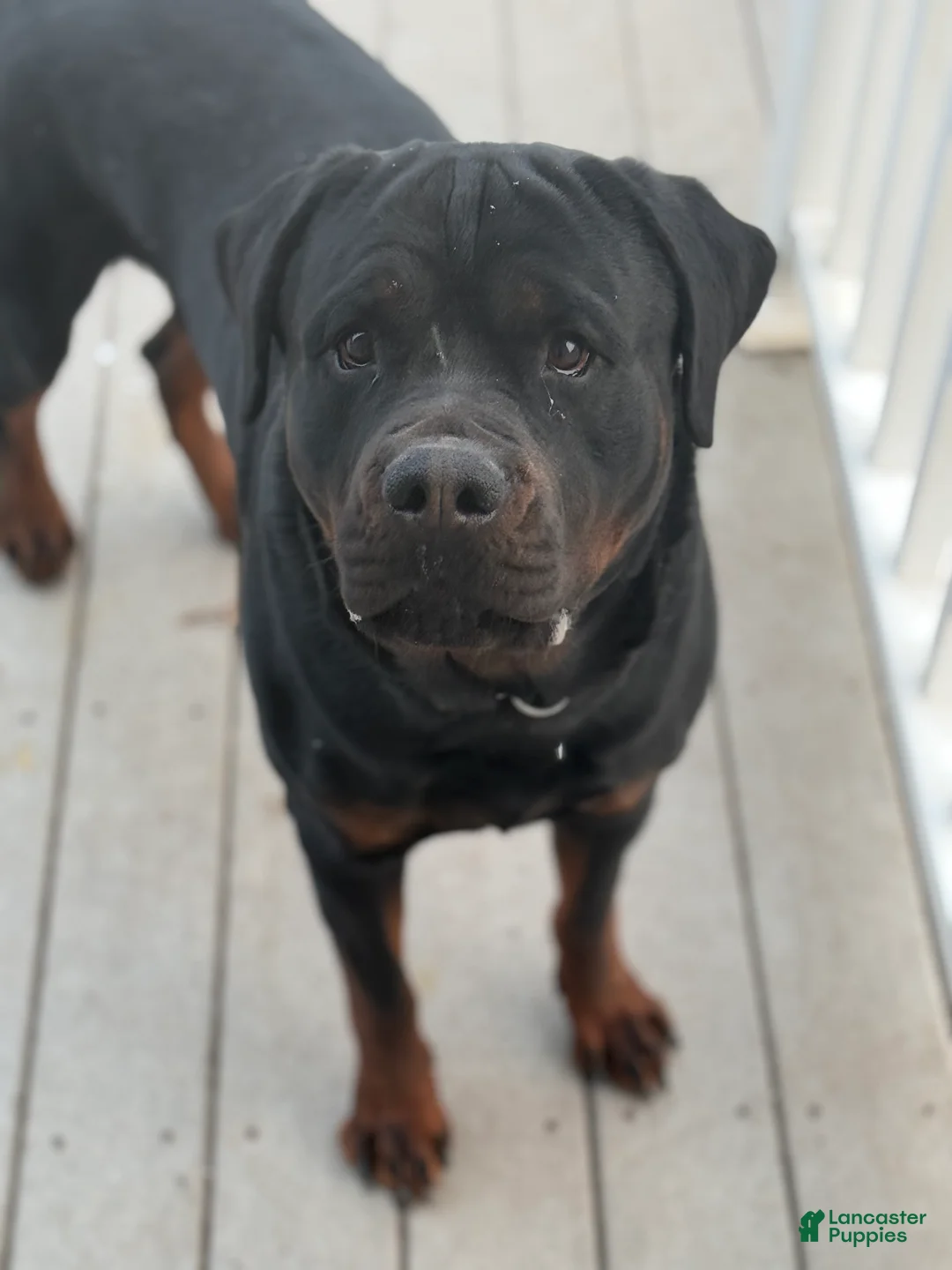 Rottweiler dogs for stud:  Rottweiler Stud services  - Ad 5