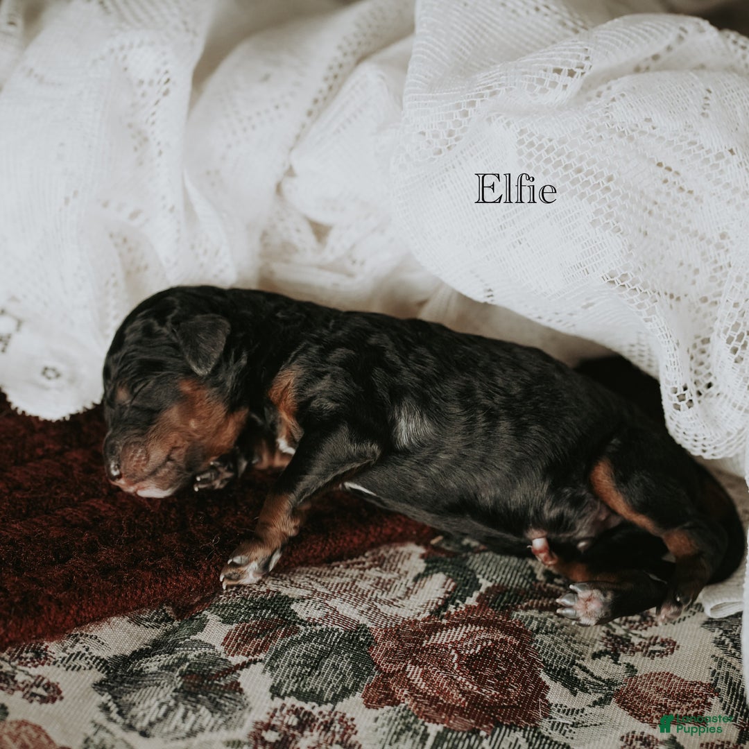 Standard Poodle dogs for sale: Elfie - Ad 9