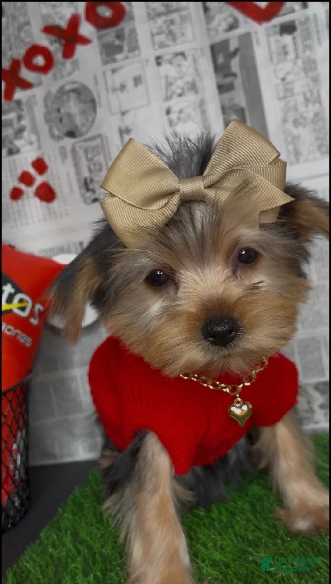 Yorkshire Terrier dogs for sale: Dream - Ad 5