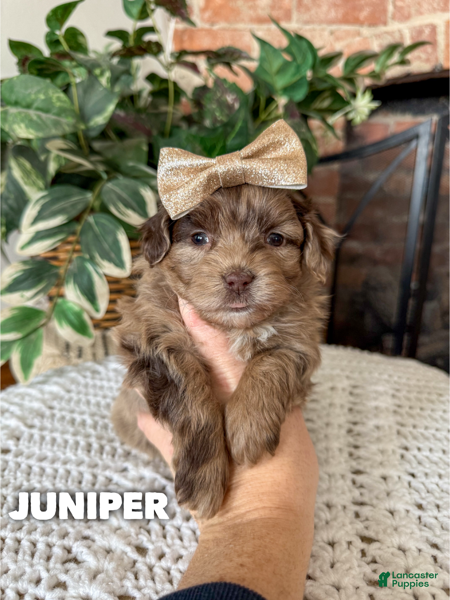 Mixed Breed dogs Juniper - Ad 15