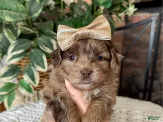 Mixed Breed dogs Juniper - Ad 8