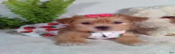 Shorkie dogs for sale: Pumpkin - Ad 3
