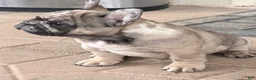 French Bulldog dogs for sale: French Bulldog 2 - Ad 1
