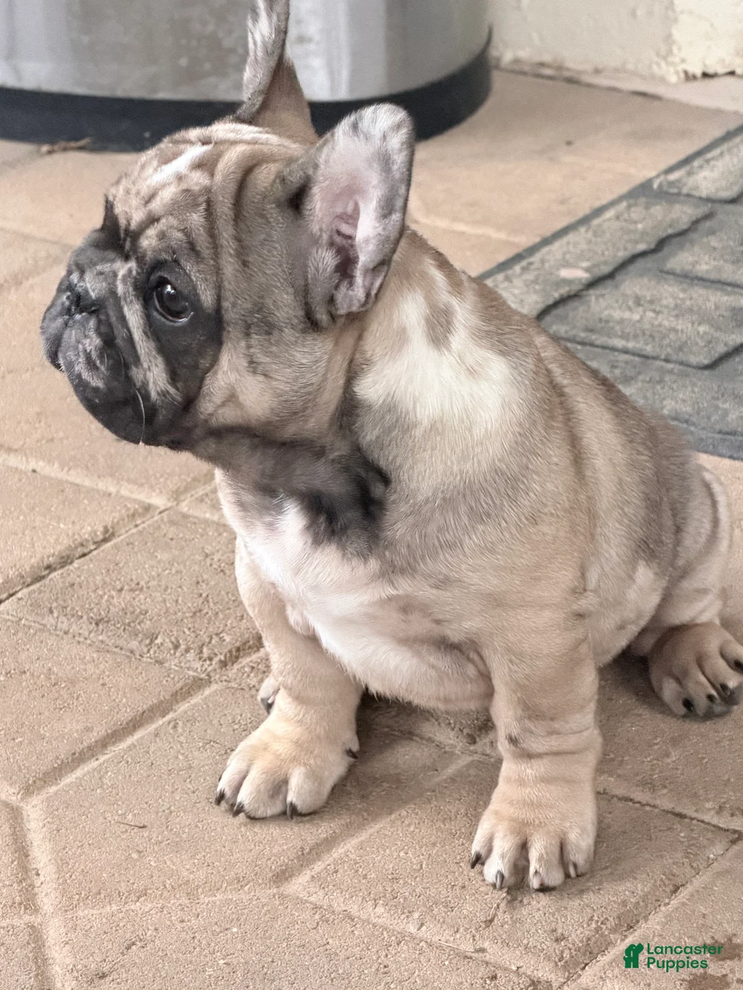 French Bulldog dogs for sale: French Bulldog 2 - Ad 1