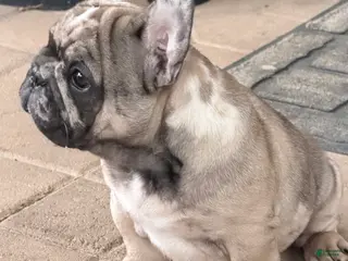 French Bulldog dogs for sale: French Bulldog 2 - Ad 2