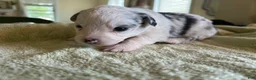 Mixed Breed dogs for sale: Spot - Ad 4
