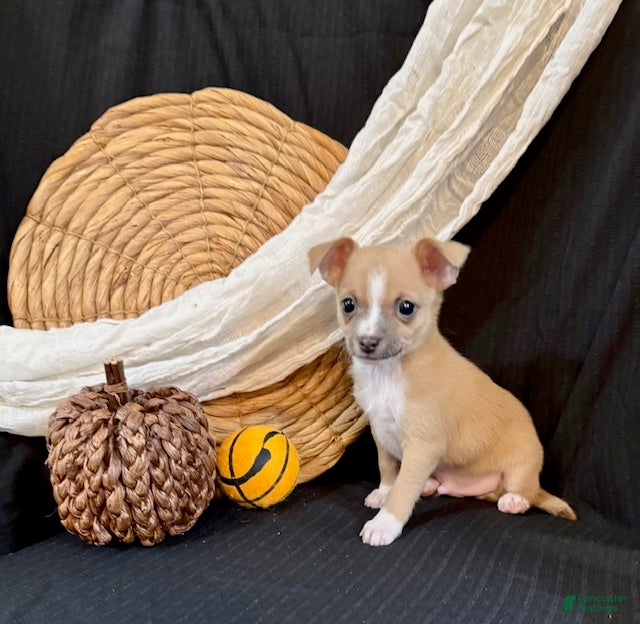 Chihuahua dogs Finley - Ad 17