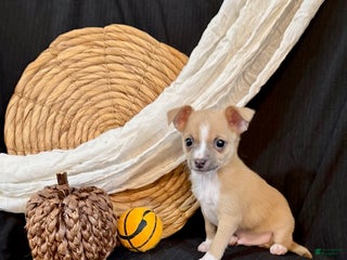 Chihuahua dogs - Ad 15