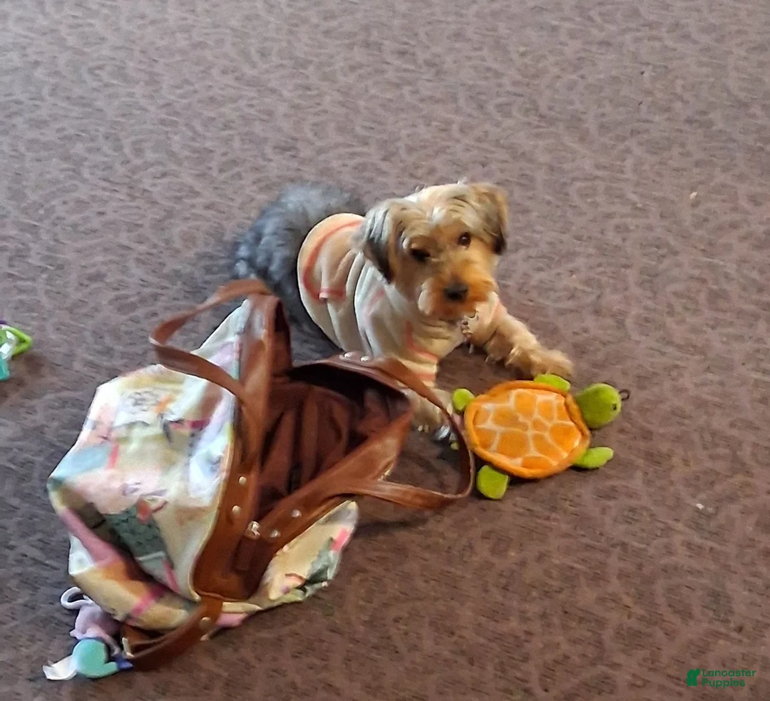 Yorkshire Terrier dogs for stud: Rj Moffitt - Ad 4