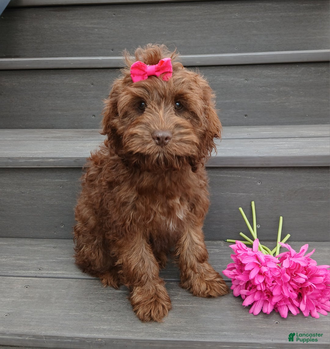 Cockapoo dogs for sale: Zola - Ad 4