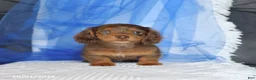 Miniature Dachshund dogs for sale: Tippo - Ad 5