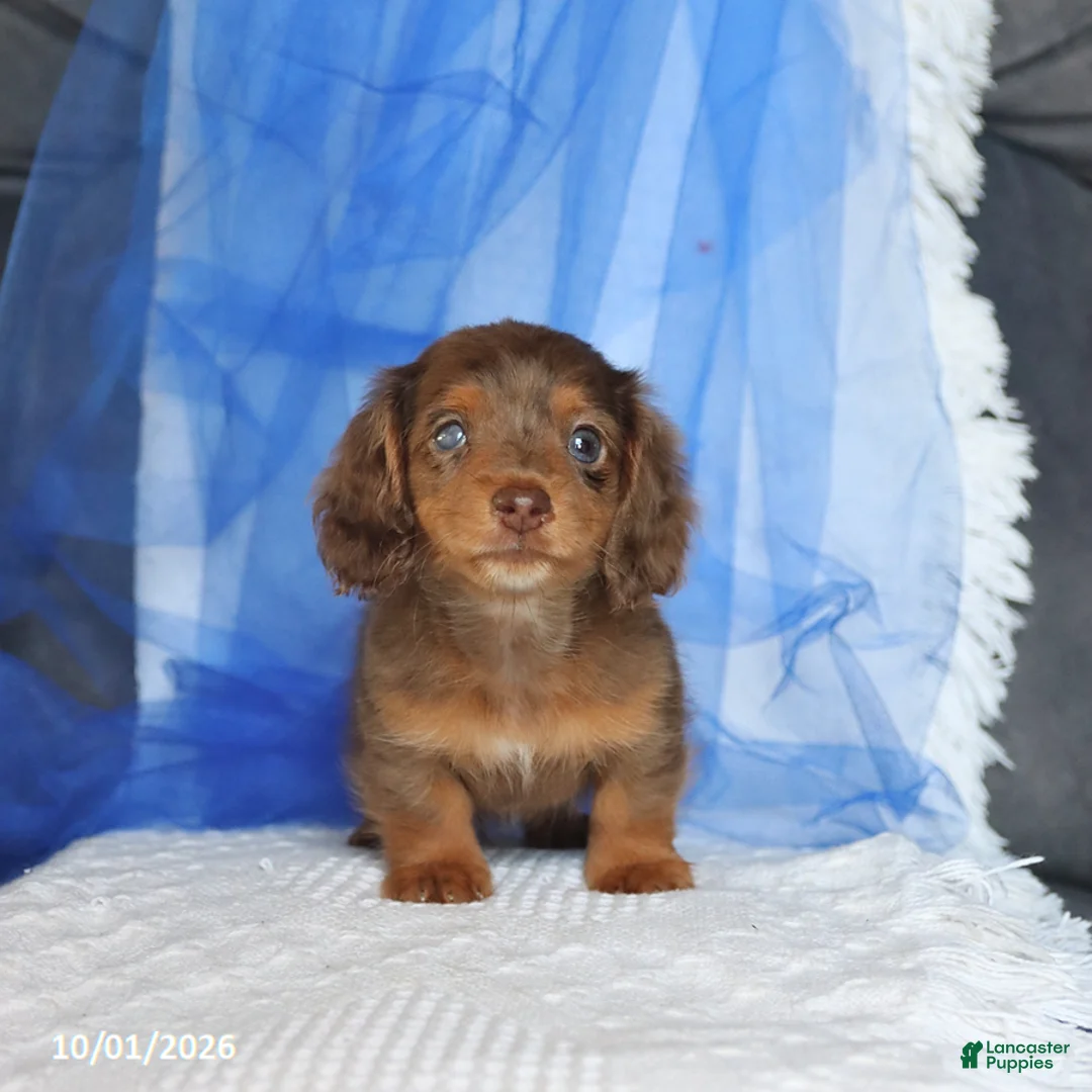 Miniature Dachshund dogs for sale: Tippo - Ad 5