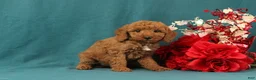 Mini Goldendoodle dogs for sale: Orpha - Ad 3