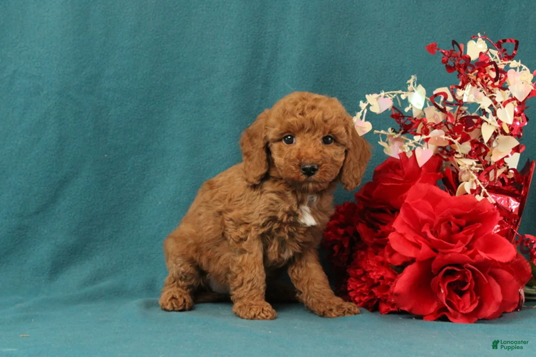 Mini Goldendoodle dogs for sale: Orpha - Ad 3