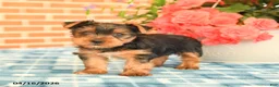 Yorkshire Terrier dogs for sale: Lulu - Ad 3