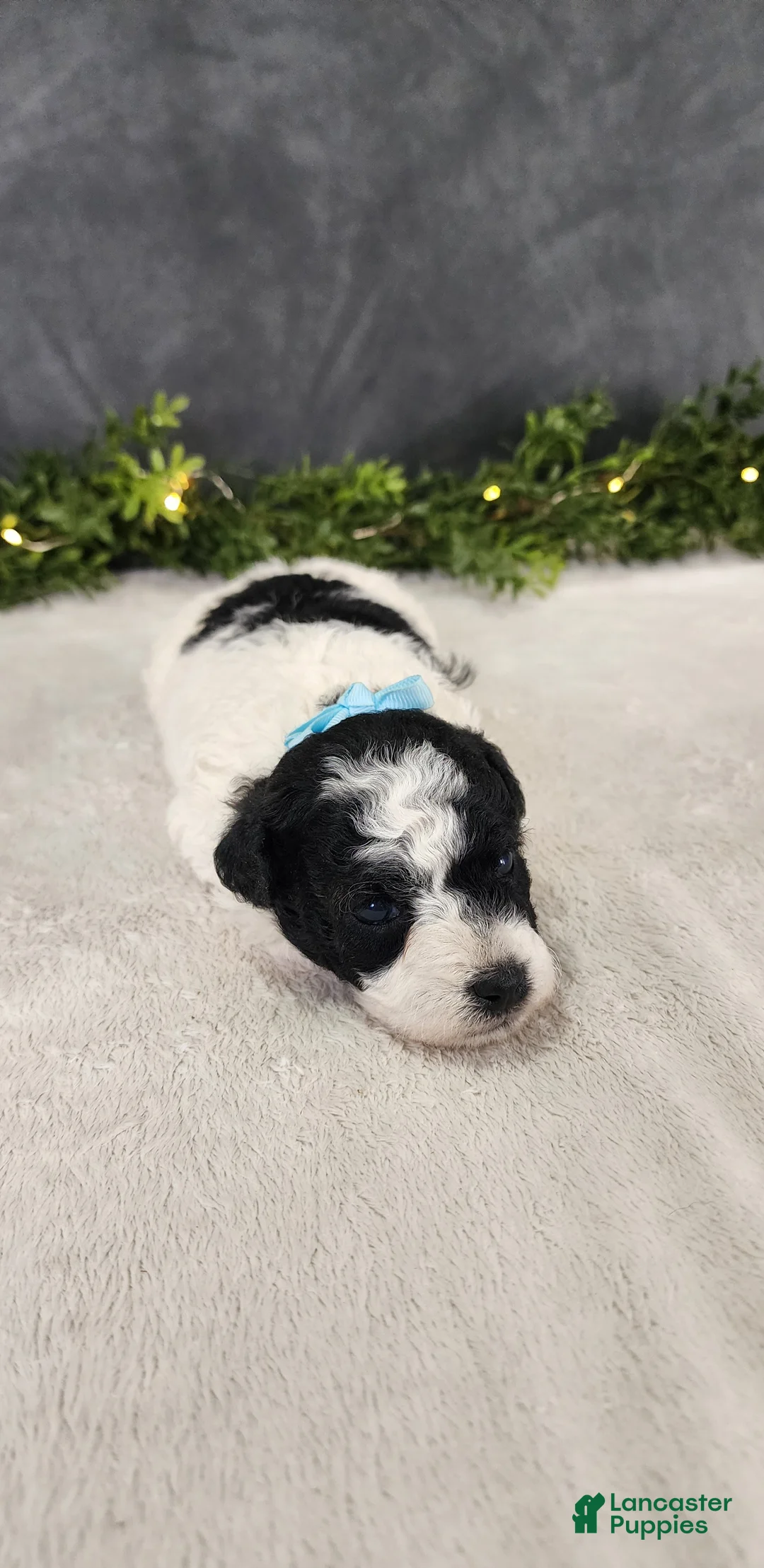 Miniature Poodle dogs for sale: Milo - Ad 5