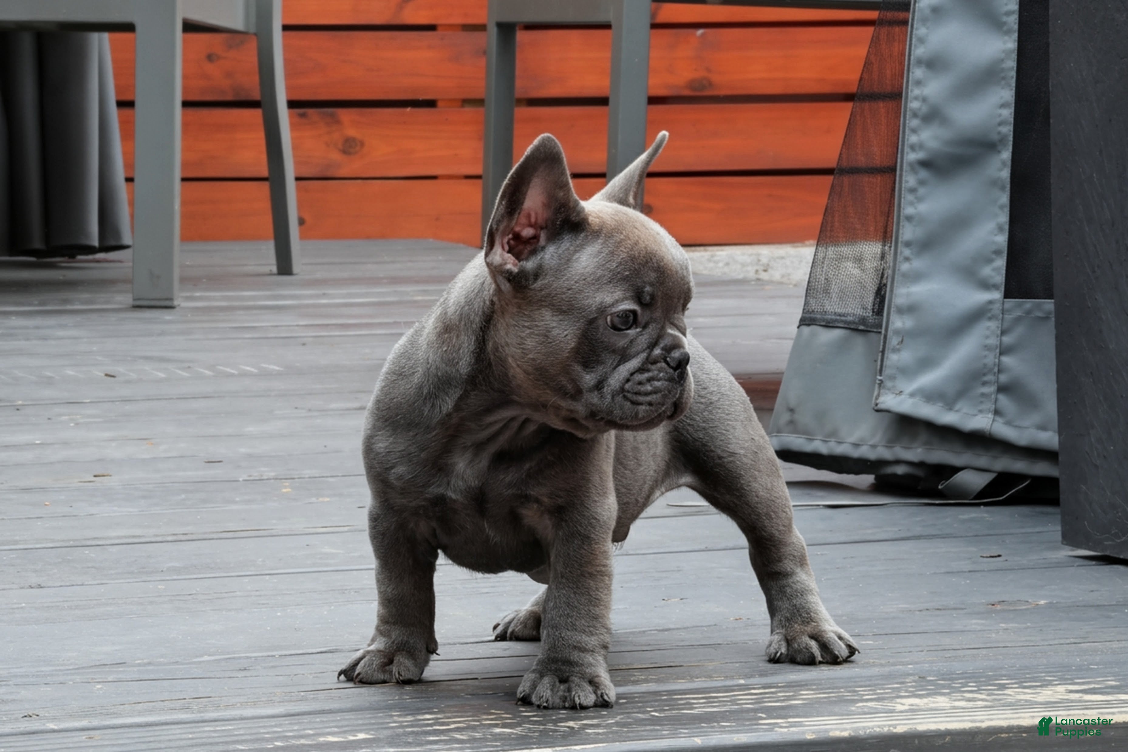French Bulldog dogs Bentley Blue - Ad 2