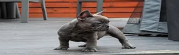 French Bulldog dogs for sale: Bentley Blue - Ad 2