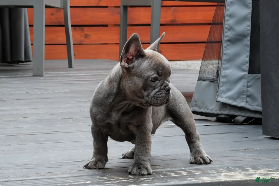French Bulldog dogs for sale: Bentley Blue - Ad 2