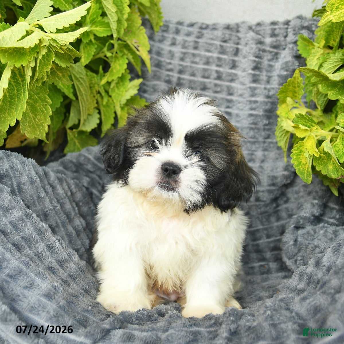Shih Tzu dogs Nacho - Ad 1