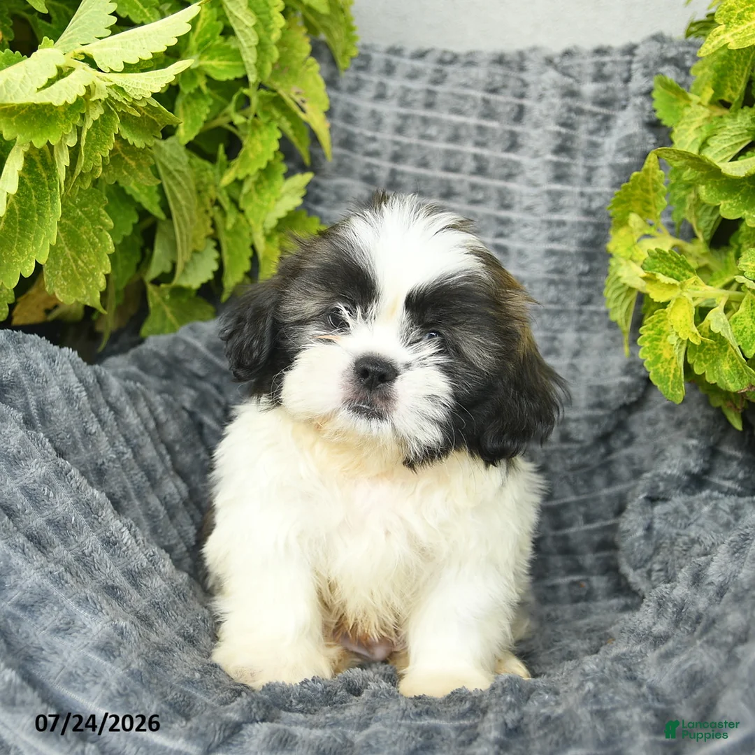 Shih Tzu dogs for sale: Nacho - Ad 1