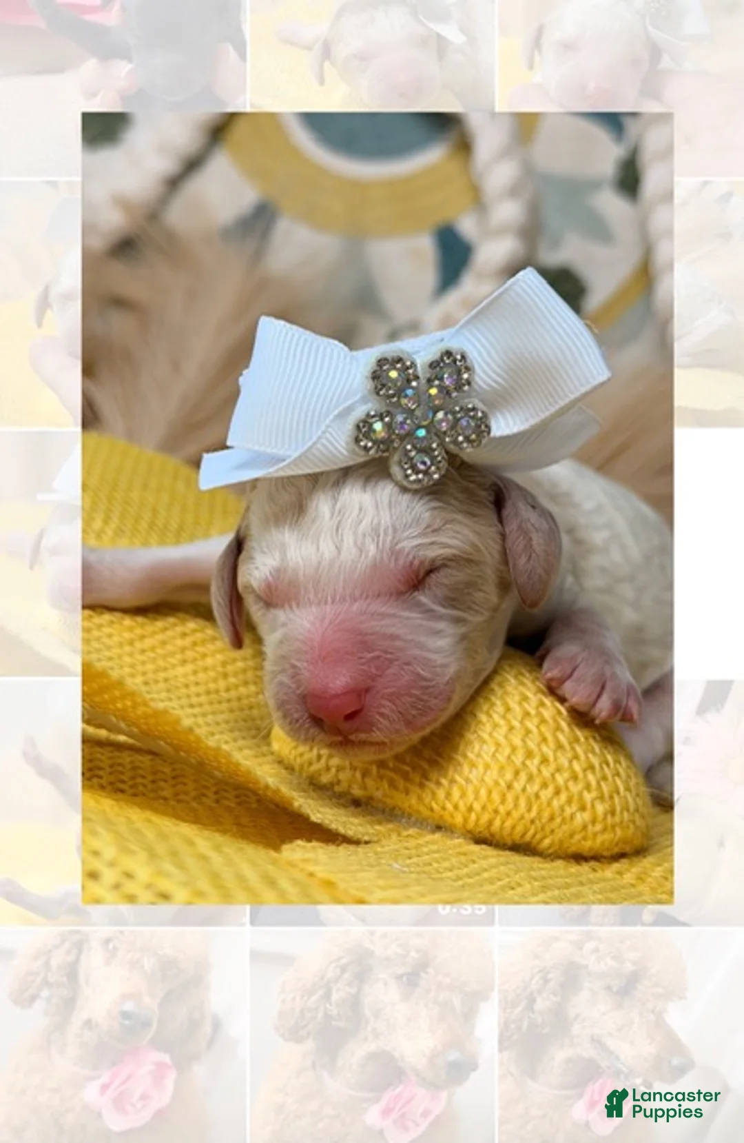 Standard Poodle dogs for sale: Belle - Ad 2