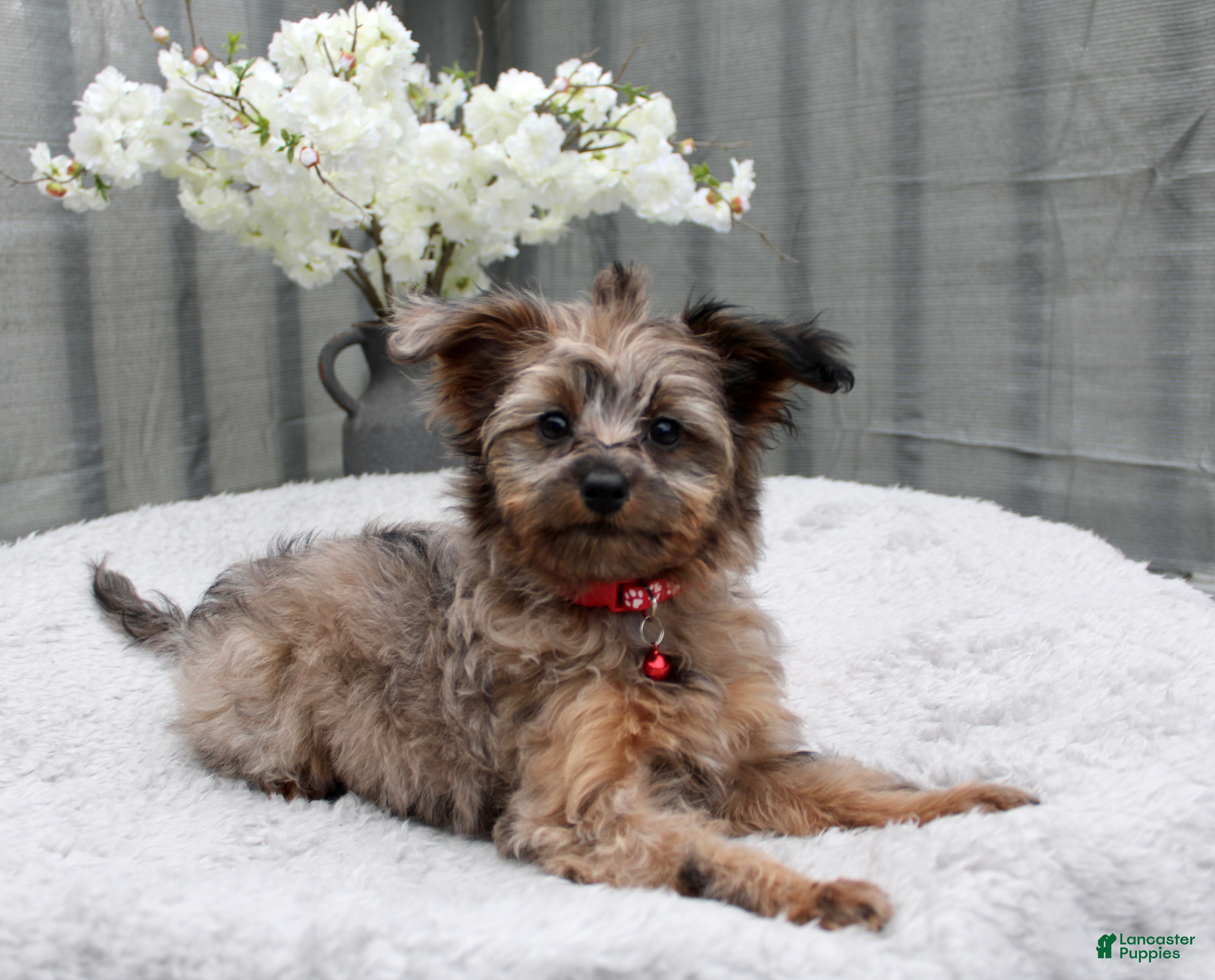 Pomapoo dogs Max - Ad 2
