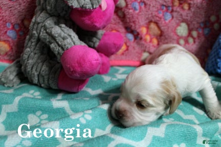 Cocker Spaniel dogs Georgia - Ad 10