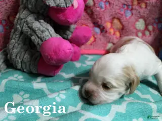 Cocker Spaniel dogs Georgia - Ad 10