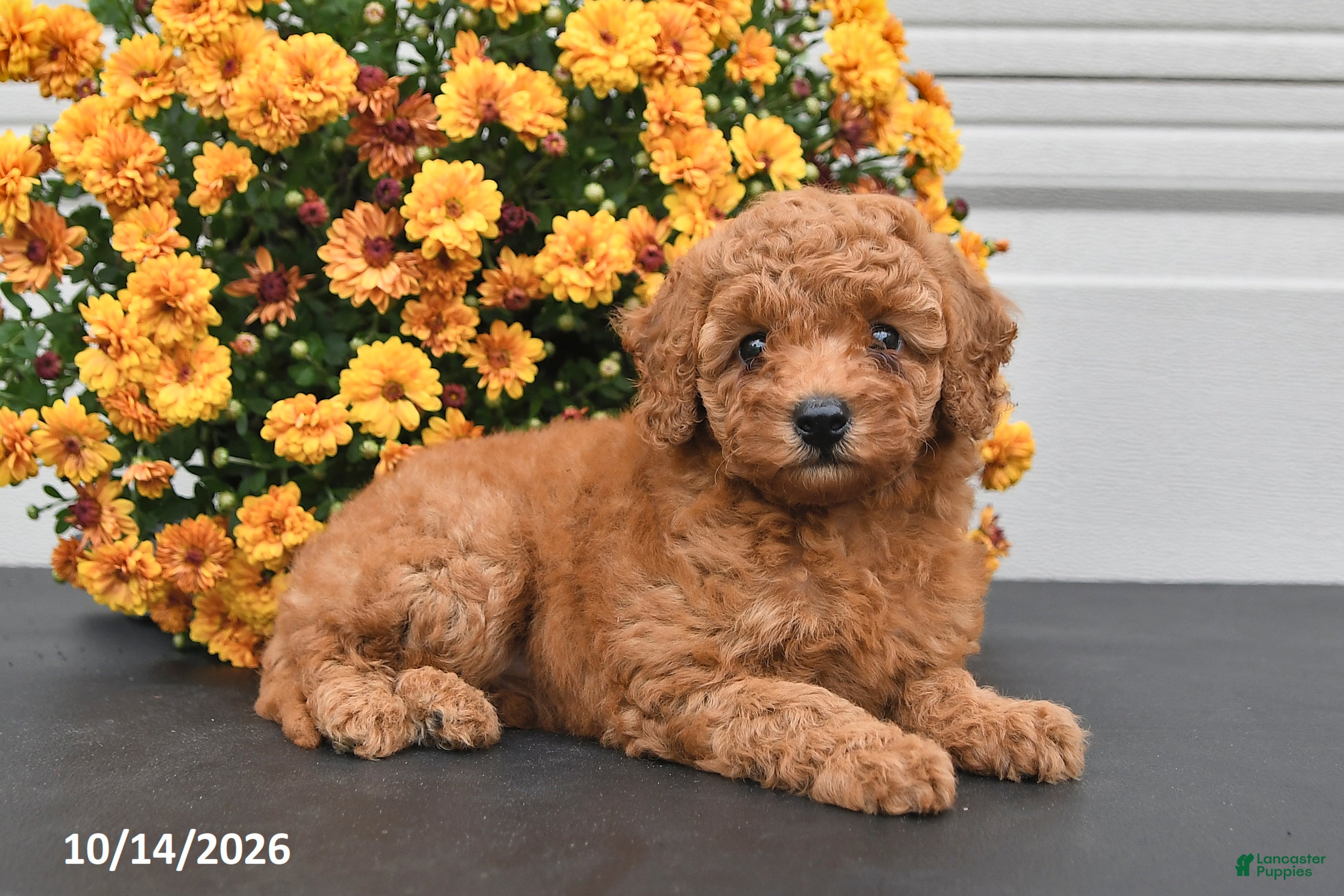 Bichpoo dogs Lola - Ad 2