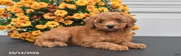 Bichpoo dogs for sale: Lola - Ad 2