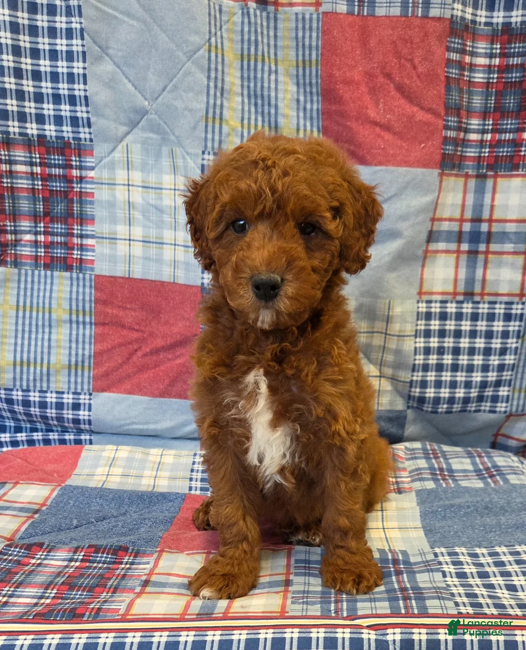 Mini Goldendoodle dogs for sale: Rusty  - Ad 1