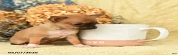 Chihuahua dogs for sale: Bebita - Ad 2