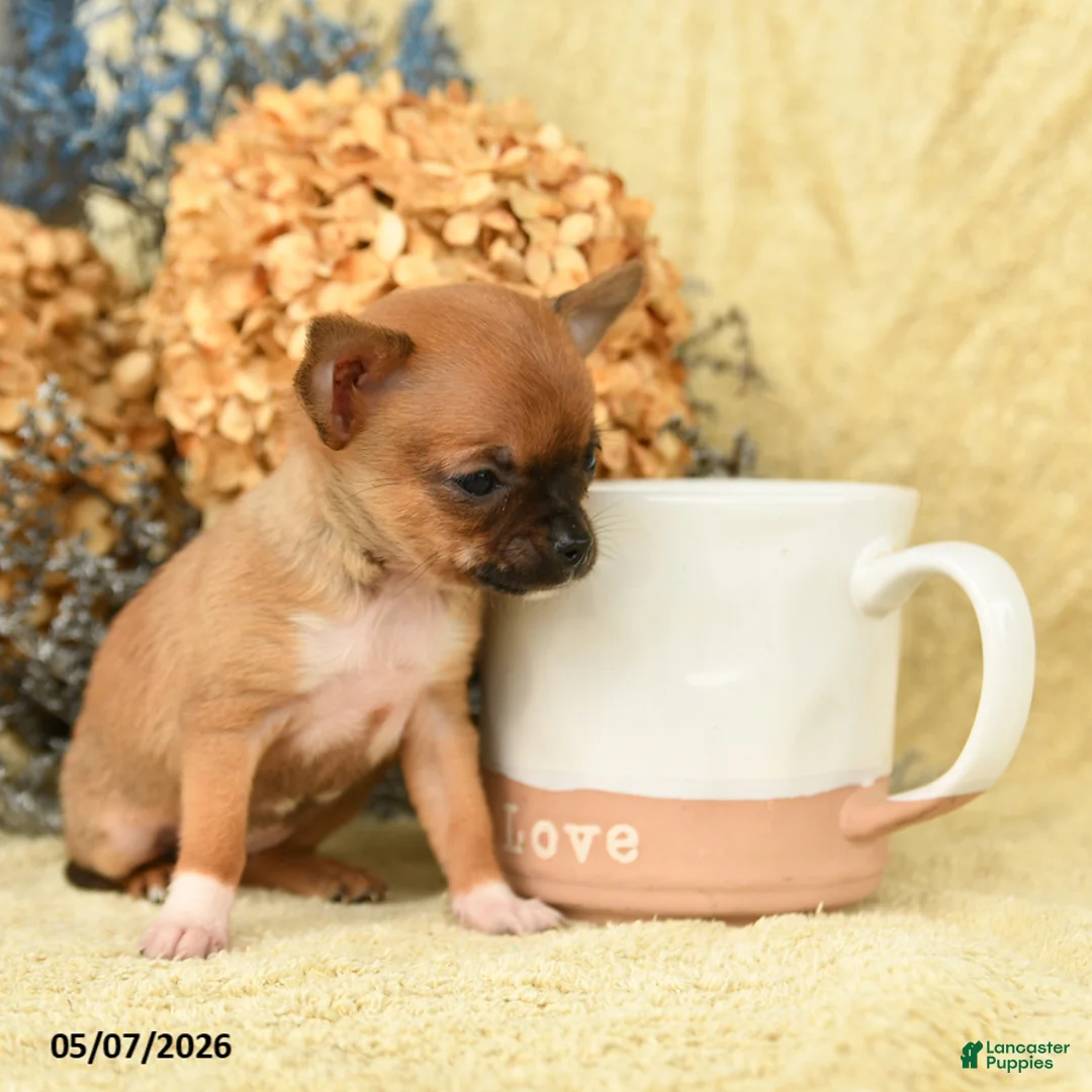 Chihuahua dogs for sale: Bebita - Ad 2